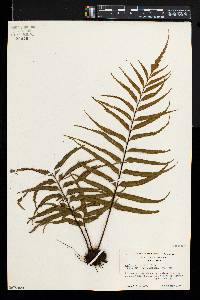 Asplenium serra image