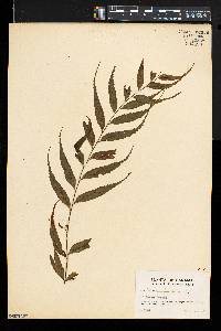 Asplenium serra image