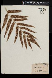 Asplenium obtusatum image