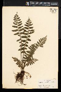 Asplenium alatum image