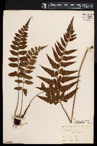 Asplenium adiantoides image