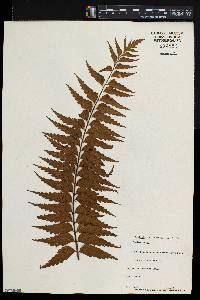 Asplenium adiantoides image