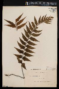 Asplenium adiantoides image