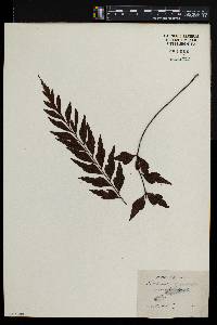 Asplenium caudatum image