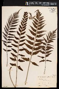 Asplenium caudatum image