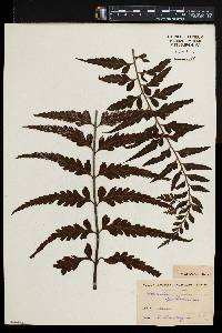 Asplenium caudatum image