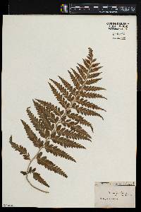 Asplenium caudatum image