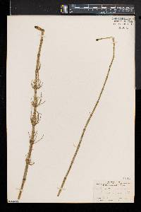 Equisetum fluviatile image