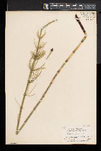 Equisetum fluviatile image