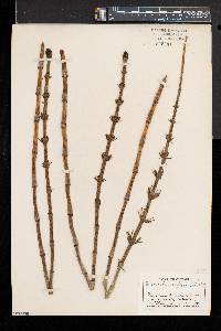 Equisetum fluviatile image