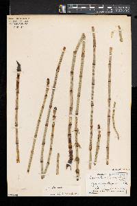 Equisetum fluviatile image