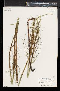 Equisetum fluviatile image