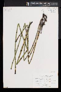 Equisetum fluviatile image