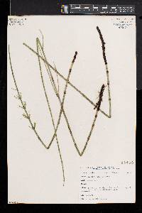 Equisetum fluviatile image