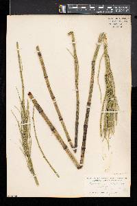 Equisetum fluviatile image