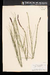 Equisetum fluviatile image