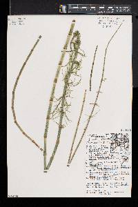 Equisetum fluviatile image