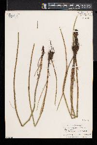 Equisetum fluviatile image