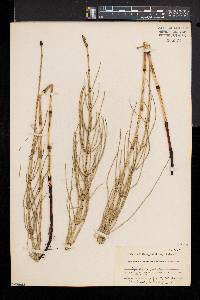 Equisetum palustre image