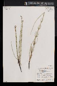 Equisetum palustre image