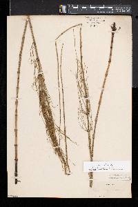 Equisetum fluviatile image