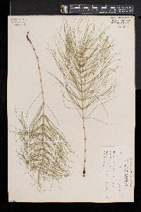 Equisetum pratense image