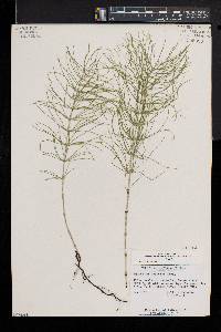 Equisetum pratense image