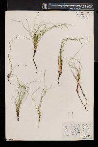 Equisetum scirpoides image