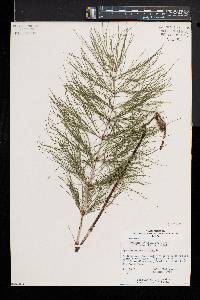 Equisetum sylvaticum image