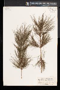 Equisetum sylvaticum image