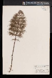 Equisetum sylvaticum image