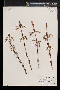 Equisetum sylvaticum image