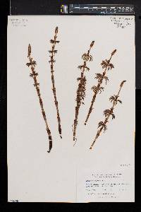 Equisetum sylvaticum image