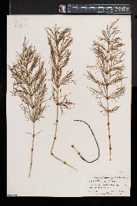 Equisetum sylvaticum image