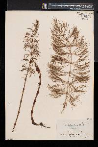 Equisetum sylvaticum image