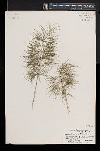 Equisetum sylvaticum image