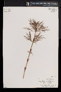 Equisetum sylvaticum image