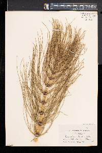 Equisetum telmateia image