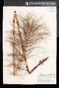 Equisetum telmateia image