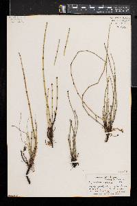 Equisetum variegatum image