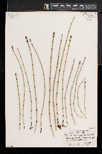 Equisetum variegatum image