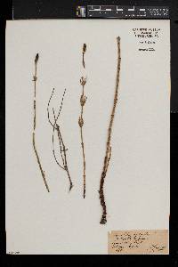 Equisetum palustre image