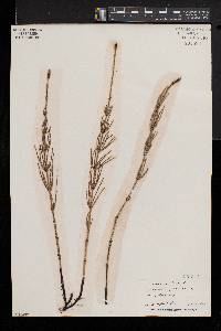 Equisetum palustre image