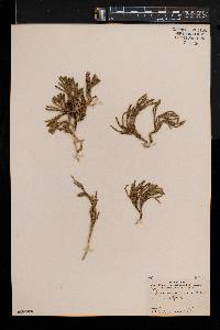Diphasiastrum alpinum image