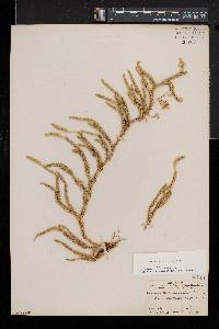 Lycopodium lagopus image