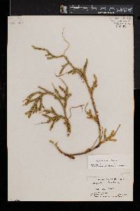 Lycopodium lagopus image