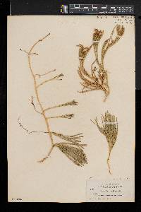 Diphasiastrum complanatum image