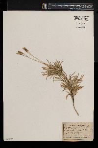 Diphasiastrum complanatum image