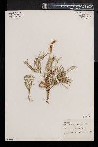 Diphasiastrum sabinifolium image