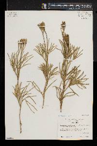 Diphasiastrum thyoides image